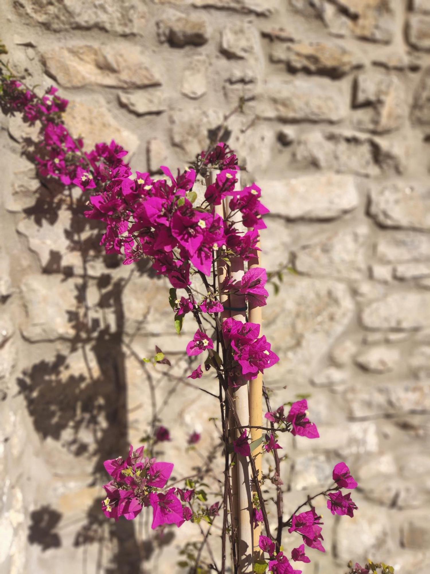 Pyrgi Cretan Living & Spa Pirgos  Экстерьер фото